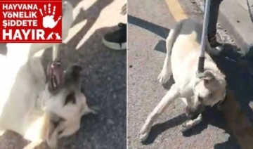 MHP'li belediye 'kısır' köpekleri, 'kısırlaştırma' bahanesiyle topladı