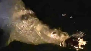 Mudanya'da fok balığı görüldü! Herkes şaşkına döndü. Ağzında yemekle kayboldu