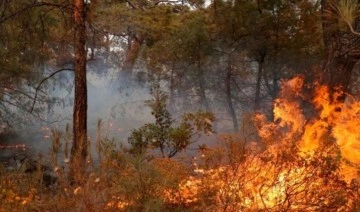 Muğla Büyükşehir Belediyesi'nden Datça raporu: 728 hektar alan yandı
