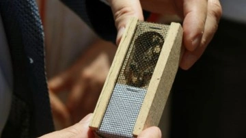 Muğlalı arıcılara damızlık ana arı dağıtımı