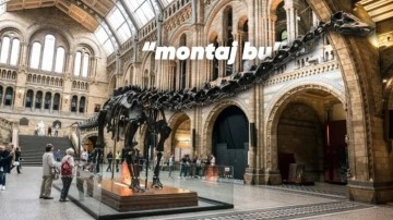 Müzelerde Sergilenen Dinozor İskeletleri Gerçek mi?