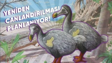 Nesli Tükenmiş Dodo Kuşunun Hikâyesi ve Özellikleri - Webtekno