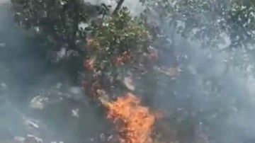 Nusaybin&rsquo;de ormanlık alandaki yangın 6 saatte söndürüldü