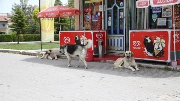 Odunpazarı'nda sahipsiz köpekler mahalleliyi tedirgin ediyor