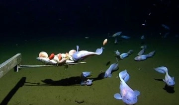 Okyanusların en derininde yaşayan balık ilk kez görüntülendi
