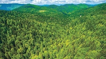 Ormanlık Alanlara Giriş 31 Ekim'e Kadar Yasaklandı - Webtekno