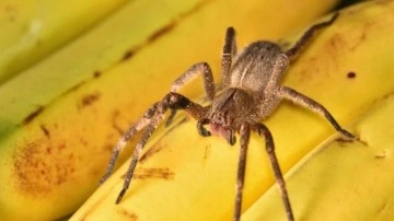 Örümcek Zehrinin Viagra Yerine Kullanılabileceği Keşfedildi - Webtekno