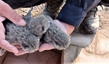 Osmaniye'de enkazda kalan 5 yavru kedi kurtarıldı