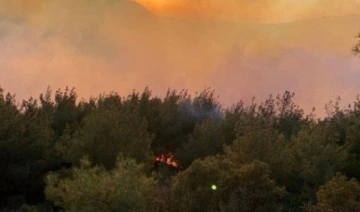 Osmaniye'de orman yangını!