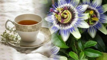 Passiflora çayı faydaları nelerdir? Passiflora çayı uyku yapar mı?