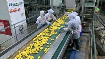 Patatesi ihraç edip kabuklarından elektrik üretiyorlar
