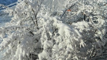 Posof’ta yoğun kar etkili oluyor