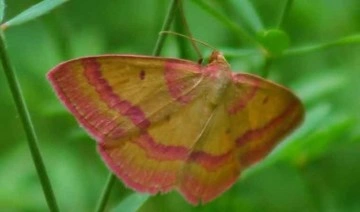 'Rhodostrophia' isimli kelebek türü Türkiye'de ilk kez görüntülendi