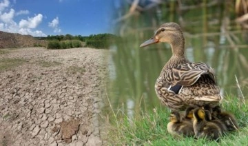 Riva'da göçmen kuşların konakladığı gölet kurudu: 'İnşaatlar, su yollar��nı kesti'