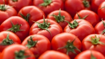 Rusya'dan domates kararı: Kotayı artırdı