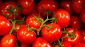 Rusya’ya domates ihracatı kotası 500 bin tona çıktı!