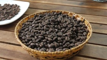 Safranbolu'da kahve kolonyası üretildi!