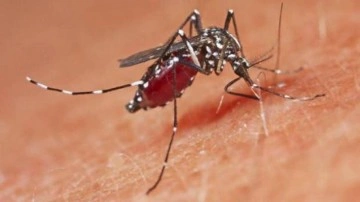 Sağlık Bakanlığı'ndan sivrisineklere karşı korunma rehberi