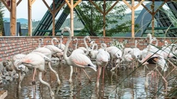 Sakarya Pamukova'da Flamingo Park açıldı