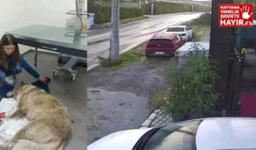 Sakarya'da bir kişi sitenin önünde yatan köpeği ezdi: Köpek tedaviye alındı