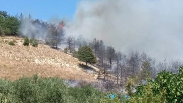 Sakarya'da yangın! Yaklaşık 8 dönüm ağaçlık alan yandı!