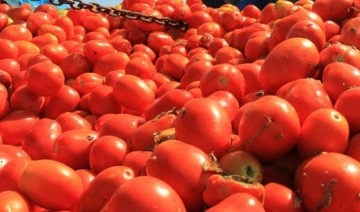 Salçalık domatese yüzde 100'ün üzerinde zam geldi