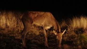 Salda Gölü çevresine 6 kızıl geyik daha bırakıldı