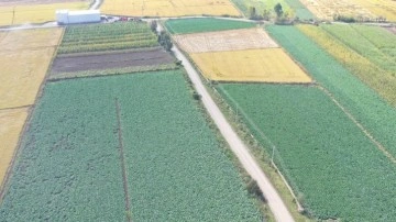 Samsun birçok tarım ürününde Türkiye'de ilk sıralarda bulunuyor