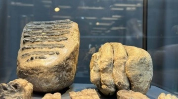 Samsun'da tesadüfen bulunan mamut fosilleri sergileniyor