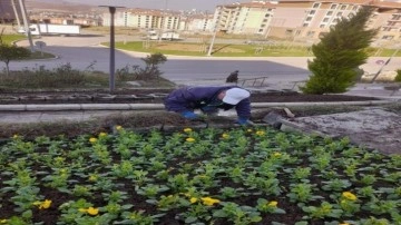 Samsun'da 100 bin mevsimlik çiçek