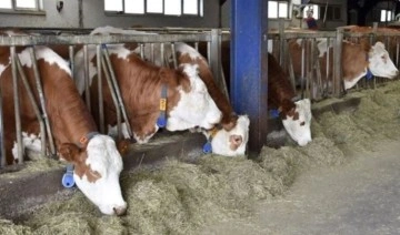 Samsun'da şap hastalığı tedbiri: Hayvan pazarları kapatıldı