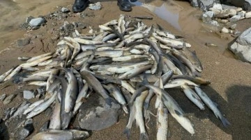 Samsun'daki balık ölümlerinin nedeni belli oldu!