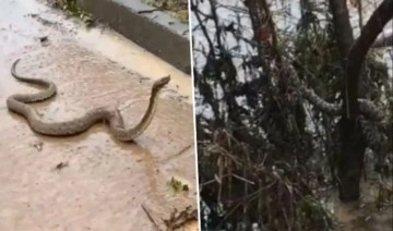 Saniye saniye kayda alındı: Şanlıurfa'yı sel vurdu, yılanlar şehre indi...