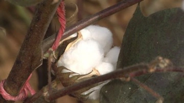 Şanlıurfa’da yüksek sıcaklık şartlarına dayanabilen yerli pamuk tohumu geliştiriliyor