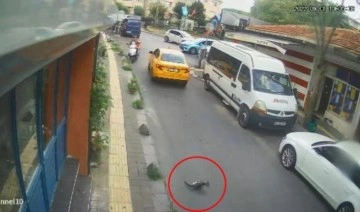 Sarıyer'de taksi şoförü yavru kediyi ezip kaçtı!