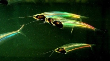 Şeffaf Balıkların Gizemi Çözüldü: Neden Renkli Parlıyorlar?