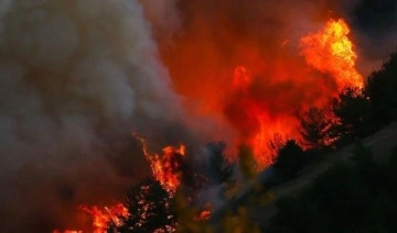 Sera gazı salınımlarının yüzde 12’si orman tahribatlarından kaynaklanıyor