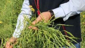Siirt'te deneme amaçlı ekilen yem şalgamının hasadı yapıldı