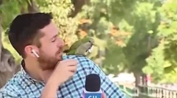 Şili'de papağan soygunu anlatan muhabirin kulaklığını çaldı