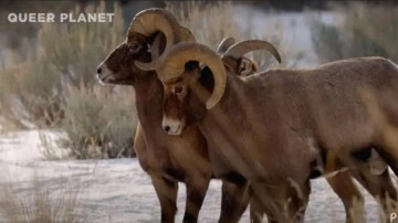 Şimdi de hayvanlara dadandılar! 'Eşcinsel hayvan' belgeseli yayınlayacaklar