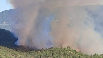 Sinop'ta orman yangını: 5 hektar alan zarar gördü
