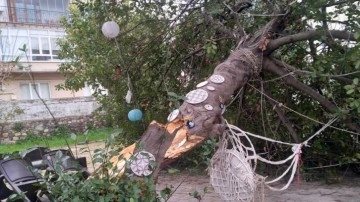 Sinop'ta fırtına ağacı devirdi