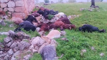 Şırnak'ta mezraya yıldırım düştü: 31 keçi telef oldu