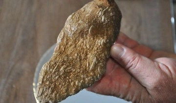 Şırnak’ta 50 milyon yıllık olduğu değerlendirilen fosil bulundu