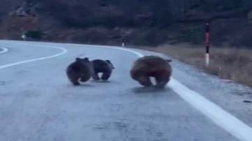 Sivas'ta anne ayı ve yavruları kış uykusundan uyanıp yola indiler