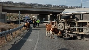 Sivas'ta büyükbaş hayvanları taşıyan kamyonet devrildi, 1 hayvan telef oldu