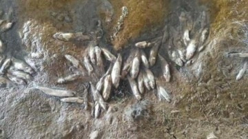Sivas'ta toplu balık ölümlerine inceleme