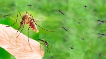 Sivrisinek ısırığına ne iyi gelir? Sivrisinek kaşıntısı nasıl geçer?