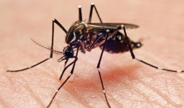 Sivrisinekler, hangi insanları daha çok ısırıyor?
