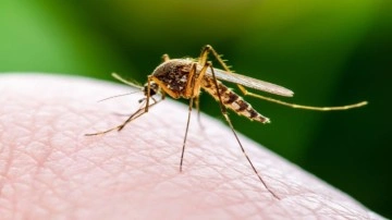 Sivrisinekler sizi daha çok ısırıyorsa sebebini duyunca çok şaşıracaksınız!